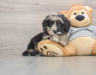 6 week old Mini Sheepadoodle Puppy For Sale - Lone Star Pups