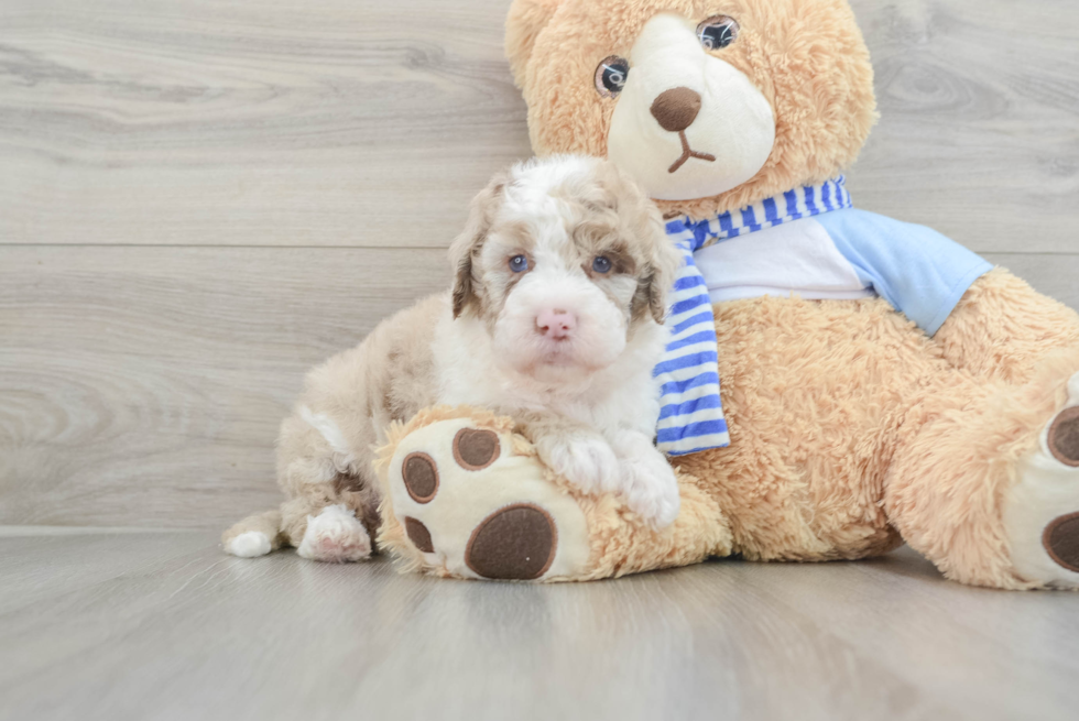 Smart Mini Sheepadoodle Poodle Mix Pup