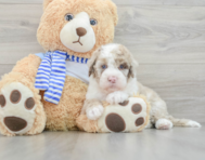 6 week old Mini Sheepadoodle Puppy For Sale - Lone Star Pups