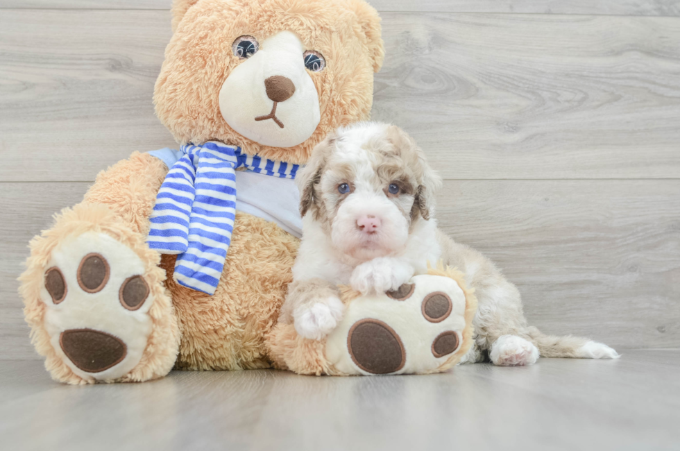 5 week old Mini Sheepadoodle Puppy For Sale - Lone Star Pups