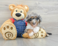 8 week old Mini Sheepadoodle Puppy For Sale - Lone Star Pups