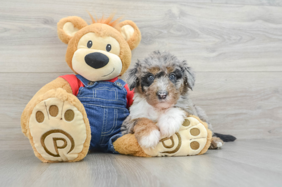 8 week old Mini Sheepadoodle Puppy For Sale - Lone Star Pups