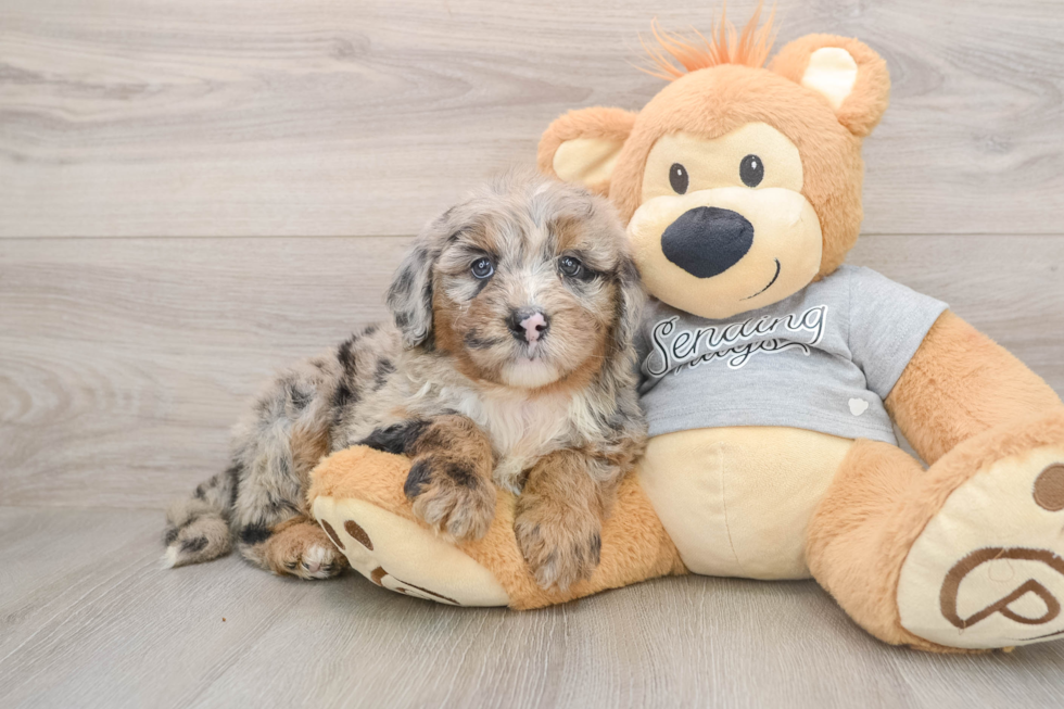 Mini Sheepadoodle Pup Being Cute