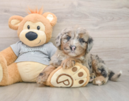 5 week old Mini Sheepadoodle Puppy For Sale - Lone Star Pups
