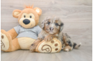 Energetic Mini Sheepapoo Poodle Mix Puppy