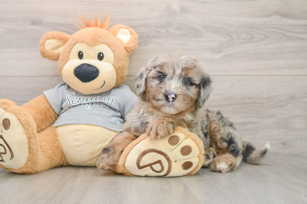 Energetic Mini Sheepapoo Poodle Mix Puppy