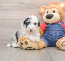 5 week old Mini Sheepadoodle Puppy For Sale - Lone Star Pups