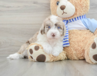 6 week old Mini Sheepadoodle Puppy For Sale - Lone Star Pups