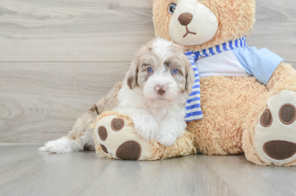 5 week old Mini Sheepadoodle Puppy For Sale - Lone Star Pups