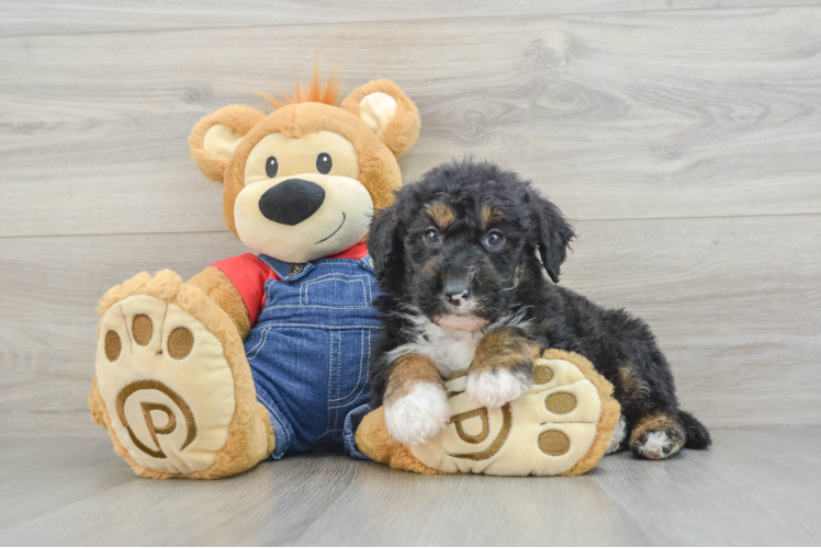 Sweet Mini Sheepadoodle Baby