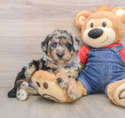 5 week old Mini Sheepadoodle Puppy For Sale - Lone Star Pups