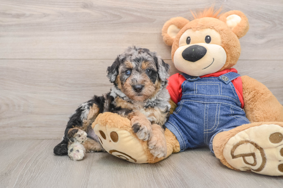 Funny Mini Sheepadoodle Poodle Mix Pup