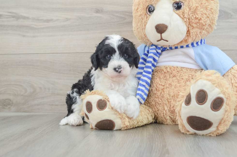 5 week old Mini Sheepadoodle Puppy For Sale - Lone Star Pups