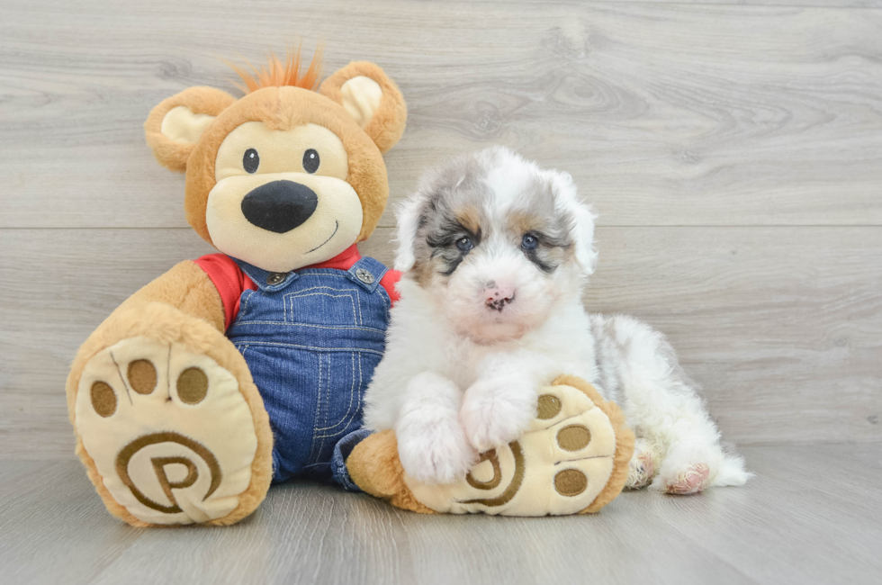 8 week old Mini Sheepadoodle Puppy For Sale - Lone Star Pups