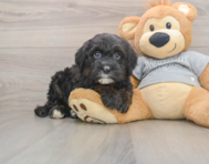 5 week old Mini Sheepadoodle Puppy For Sale - Lone Star Pups