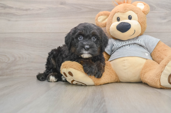 Funny Mini Sheepadoodle Poodle Mix Pup