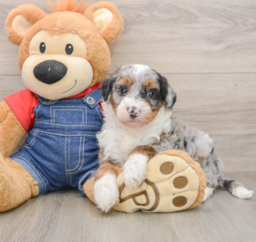 5 week old Mini Sheepadoodle Puppy For Sale - Lone Star Pups