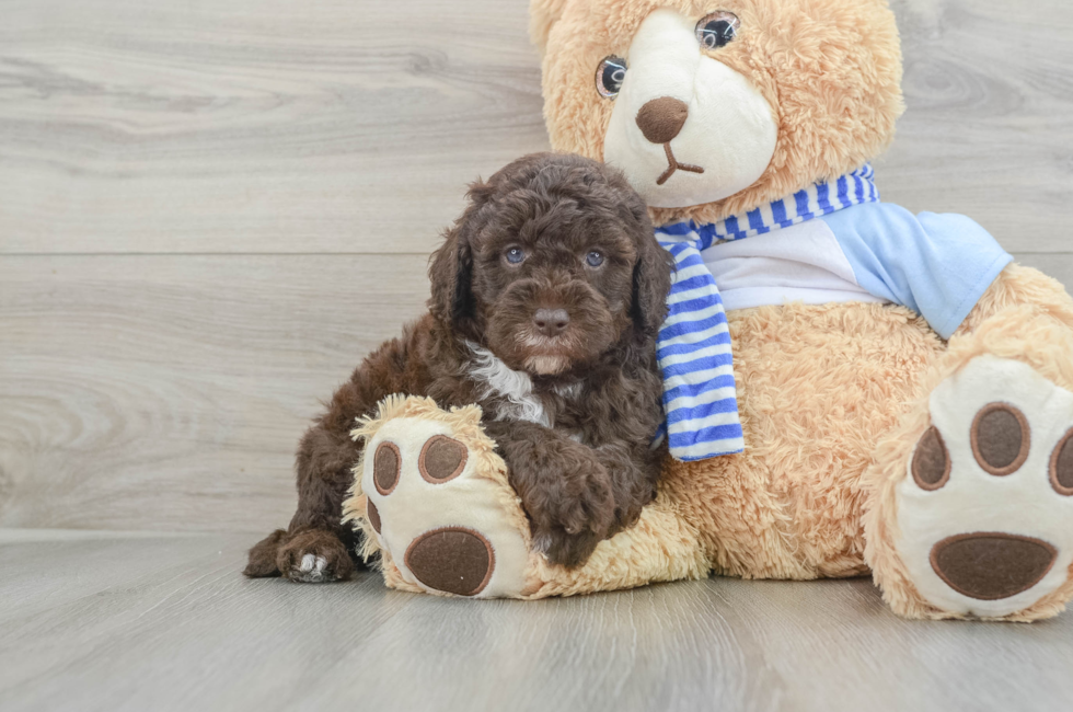 5 week old Mini Sheepadoodle Puppy For Sale - Lone Star Pups