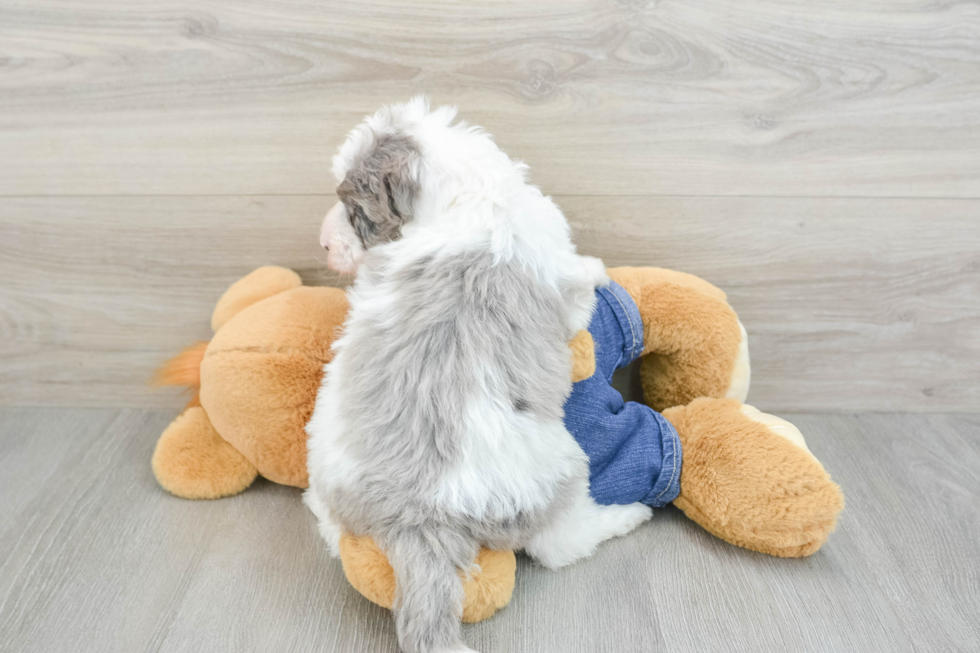 Friendly Mini Sheepadoodle Baby