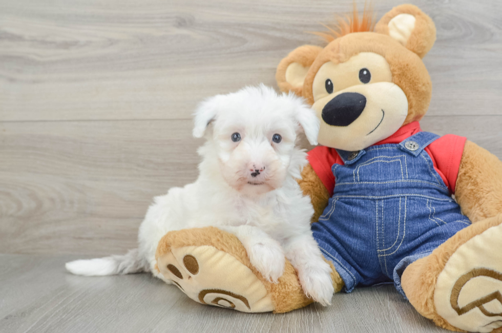 8 week old Mini Sheepadoodle Puppy For Sale - Lone Star Pups