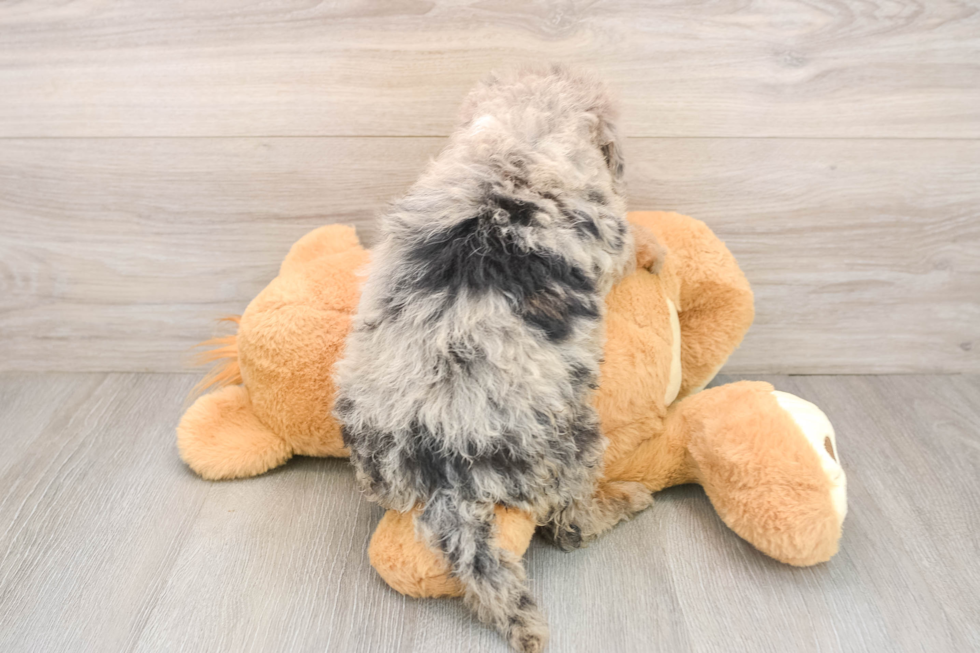 Happy Mini Sheepadoodle Baby