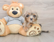 7 week old Mini Sheepadoodle Puppy For Sale - Lone Star Pups