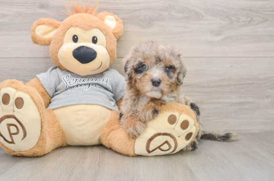 Mini Sheepadoodle Puppy for Adoption
