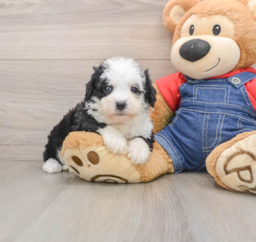 5 week old Mini Sheepadoodle Puppy For Sale - Lone Star Pups