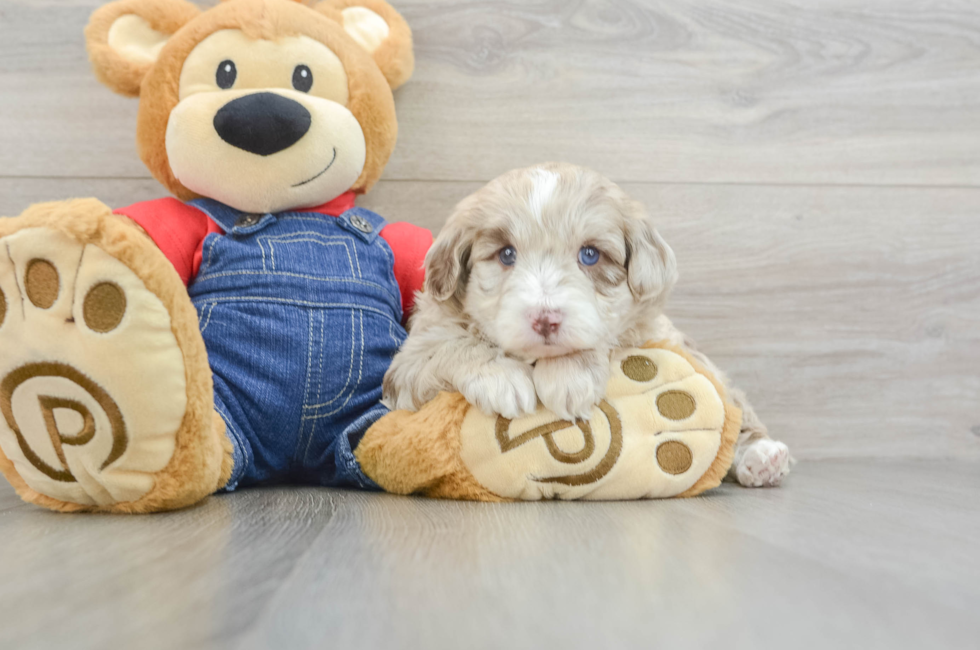 7 week old Mini Sheepadoodle Puppy For Sale - Lone Star Pups