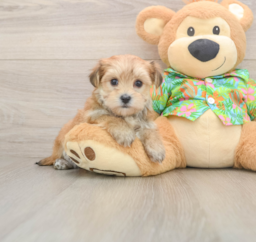 6 week old Morkie Puppy For Sale - Lone Star Pups