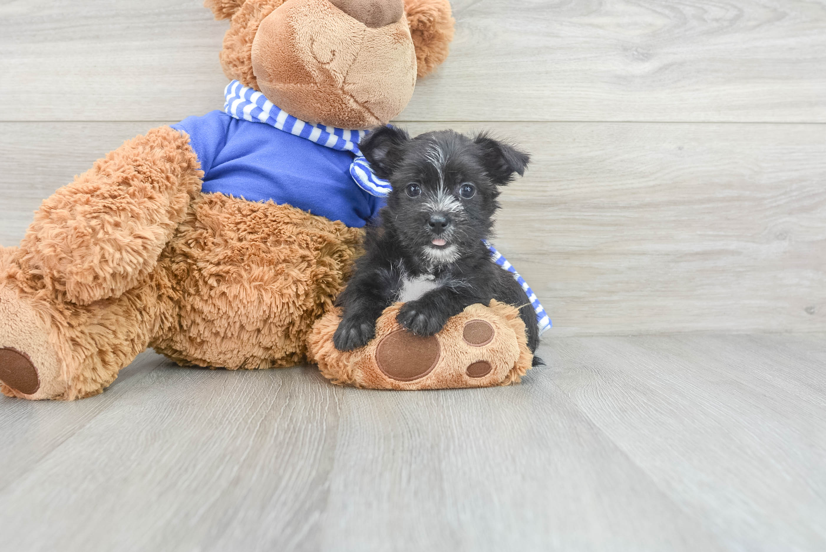 Fluffy Morkie Designer Pup