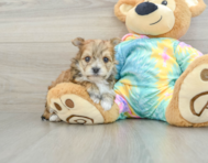 5 week old Morkie Puppy For Sale - Lone Star Pups