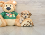 5 week old Morkie Puppy For Sale - Lone Star Pups
