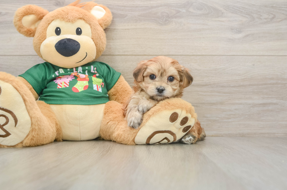 6 week old Morkie Puppy For Sale - Lone Star Pups