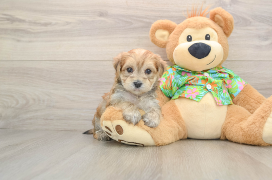 Hypoallergenic Yortese Designer Puppy