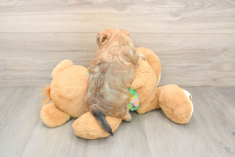 Morkie Puppy for Adoption