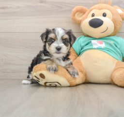 6 week old Morkie Puppy For Sale - Lone Star Pups