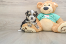 Morkie Pup Being Cute