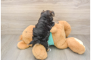Morkie Puppy for Adoption