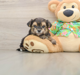 5 week old Morkie Puppy For Sale - Lone Star Pups