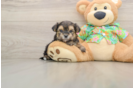 Sweet Morkie Baby