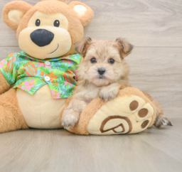 6 week old Morkie Puppy For Sale - Lone Star Pups