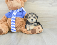 7 week old Morkie Puppy For Sale - Lone Star Pups