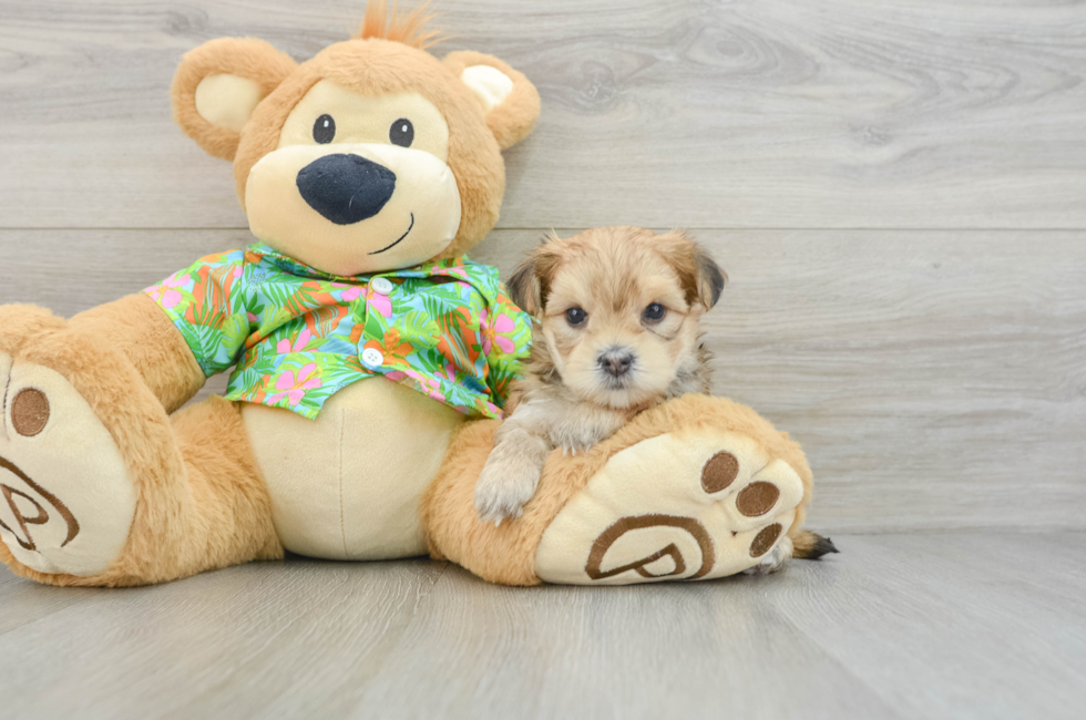 5 week old Morkie Puppy For Sale - Lone Star Pups