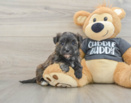 6 week old Morkie Puppy For Sale - Lone Star Pups