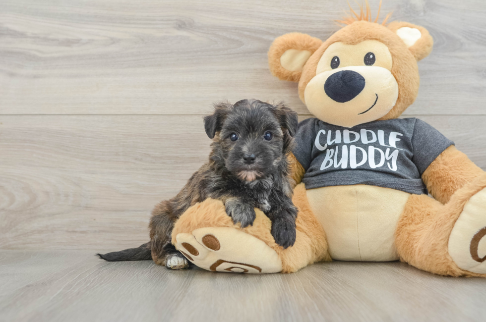 6 week old Morkie Puppy For Sale - Lone Star Pups