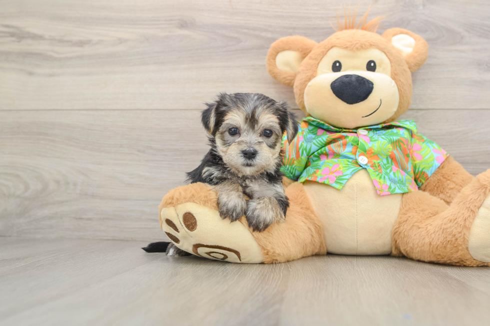 Best Morkie Baby