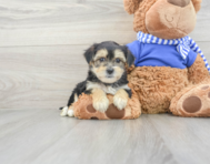 8 week old Morkie Puppy For Sale - Lone Star Pups
