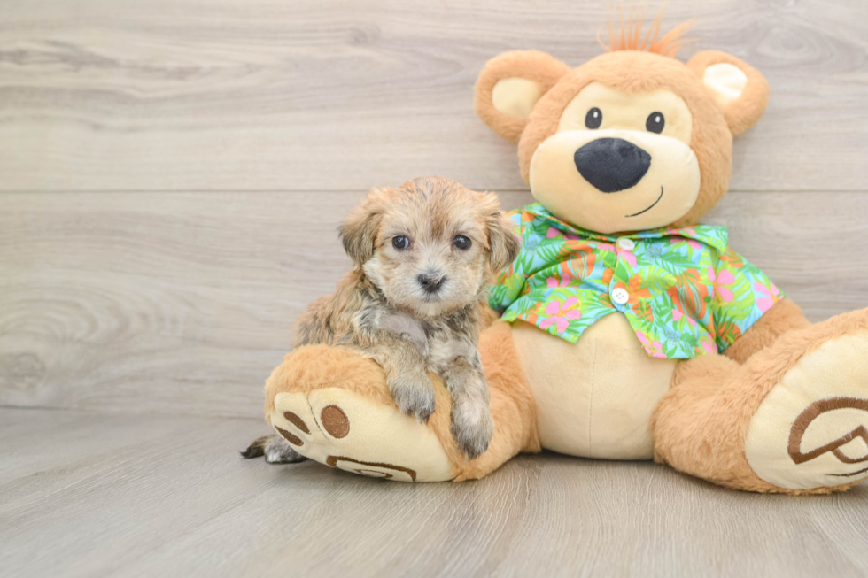 Friendly Morkie Baby