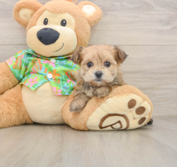 6 week old Morkie Puppy For Sale - Lone Star Pups